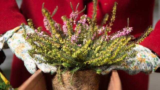 Statt Weihnachtsstern zum Fest: Diese Alternativen sind viel besser Eine Person mit roten Ärmeln und weißen, gemusterten Gartenhandschuhen hält einen Topf mit blühender Erika-Pflanze, die kleine rosa und gelbe Blüten hat.