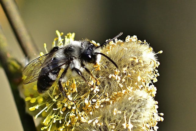 erdbienen-gehoeren-zu-den-heimischen-bienenarten-d-cc0-pixabay-jggrz-201002_download Erdbienen gehören zu den heimischen Bienenarten, die ihr Nest unterirdisch bauen.
