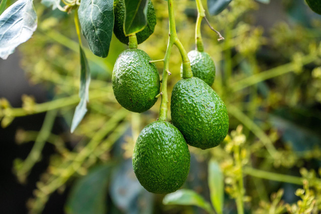 avocados-sind-gesund-aber-im-anbau-wenig-nachhalt-cc0--pixabay--yiyiphotos-250508_download Avocados sind gesund, aber im Anbau wenig nachhaltig.