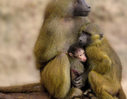 Das Deutsche Primatenzentrum erhält zwei Paviane vom Augsburger Zoo.