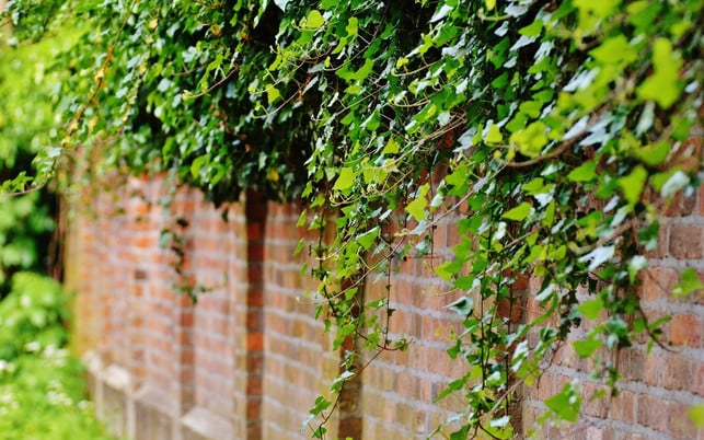 waschen-mit-efeu-pb-hauswand-161013-1280x800 Efeu wuchert an vielen Hauswänden und du kannst damit Waschmittel selber machen, dank der enthaltenen Saponine