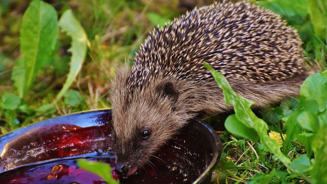 tiere hitze helfen igel tiere hitze helfen igel