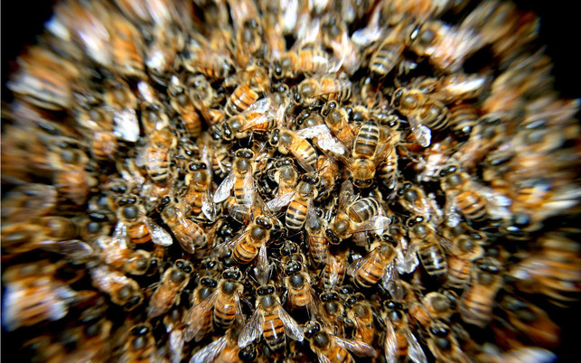 schwarm_01_180406_1280x800 Bienenschwarm