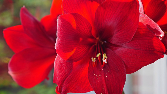 amaryllis-pflegen-cc0-pixabay-hpgruesen-221222 Amaryllis pflegen