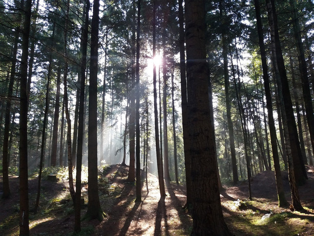 zellulose-daemmstoff-bestehst-aus-einem-nachwachsen-cc0-pixabay-uwe_jelting-220404_download Zellulose-Dämmstoff bestehst aus einem nachwachsendem Rohstoff.