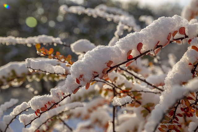 Einige Arten der Berberitze behalten ihr Laub auch im Winter.