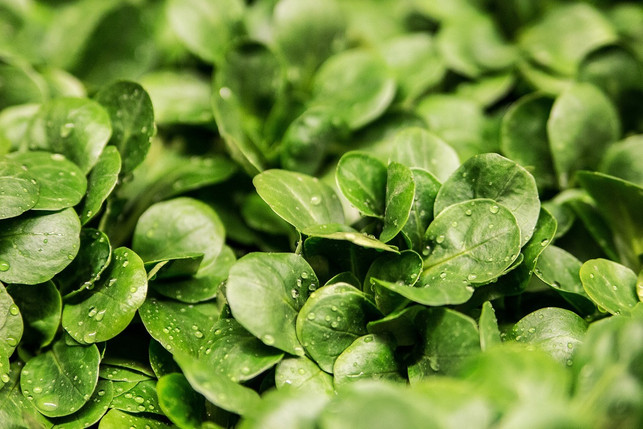 salate-gehoeren-zum-basenfasten-dazu-cc0-pixabay-andreasaux-240116_download Salate gehören zum Basenfasten dazu.