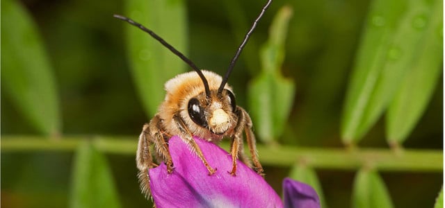 Juni-Langhornbiene, Männchen