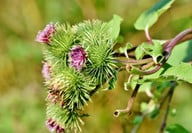 die-markanten-blueten-der-grossen-klette-cc0pixabaycapri23auto-180924_download Die markanten Blüten der Großen Klette.