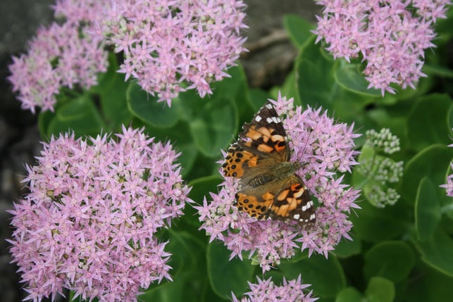 die-fetthenne-solltest-du-unter-anderem-den-insekt-cc0--unsplash--c-vanheest-251008_download Die Fetthenne solltest du unter anderem den Insekten zuliebe im Herbst nicht zurückschneiden.