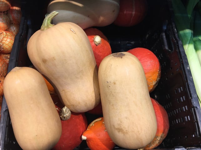 der-birnenfoermige-butternut-kuerbis-ccoutopialea-hermann-170903_download Die Kürbissorte Butternut ist wie eine Birne geformt.