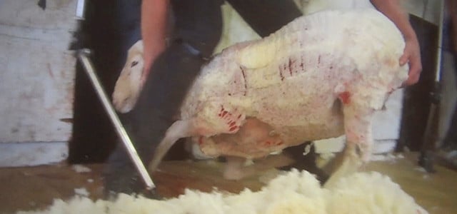 wolle-australien-video-z-peta-171221-640x300 Peta Wolle Schaf Australien