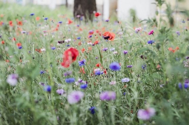 lasse-an-ein-paar-stellen-im-garten-die-wiese-einf-cc0-pixabay-mivargof-230416_download Lass an ein paar Stellen im Garten die Wiese einfach wachsen und hilf so den Schmetterlingen und anderen Bestäubern.