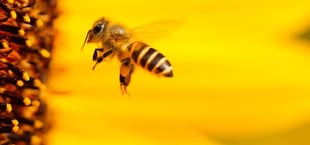 Insekten und vor allem Bienen sind durch unterschiedliche Faktoren gefährdet