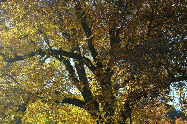 nussbaumholz-ist-trotz-seiner-festigkeit-recht-bie-cc0-pixabay-molnarszabolcserdely-200507_download Nussbaumholz ist trotz seiner Festigkeit recht biegsam.