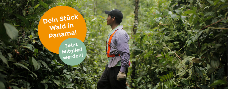 The Generation Forest: Gemeinsam mehr erreichen - Dein Stück Wald in Panama!