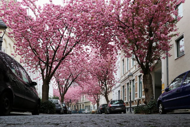 ボンの旧市街では、桜の木の下を散歩できます。