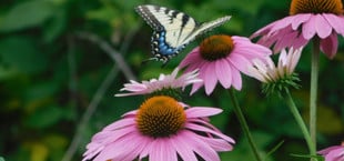 Pflanzen, die du nicht im Herbst zurückschneiden solltest