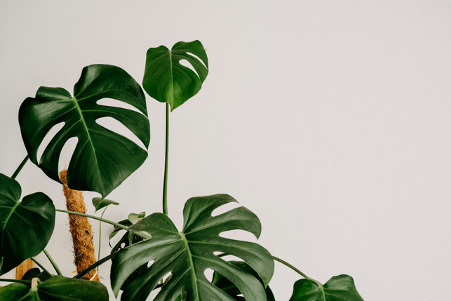 beliebte-zimmerpflanzen-wie-die-monstera-kommen-of-cc0-unsplash-annie-spratt-250430_download Beliebte Zimmerpflanzen wie die Monstera kommen oft aus tropischen Klimata. Indem du Bio-Pflanzen kaufst, kannst du dort einen ökologischeren Anbau unterstützen.