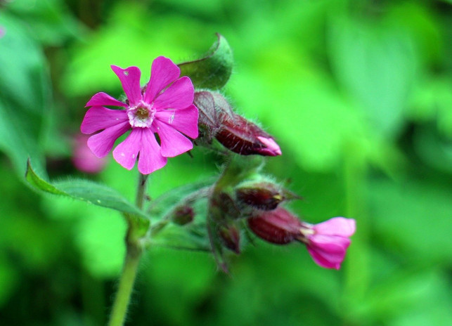 damit-sich-pechnelken-in-deinem-garten-wohlfuehlen-cc0-pixabay-antranias-200429_download Damit sich Pechnelken in deinem Garten wohlfühlen, braucht es nicht viel.