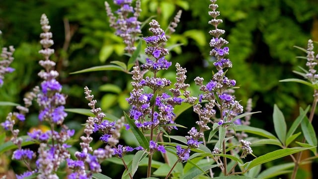 moenchspfeffer-cc0-pixabay-kriemer-180520 Mönchspfeffer