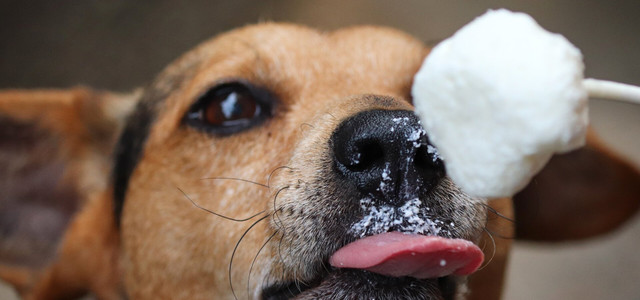 Ein Hund isst Hundeeis