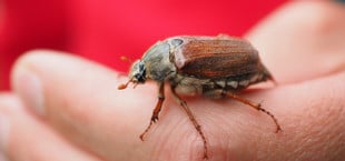 Maikäfer