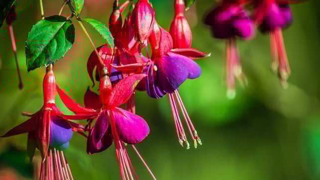 fuchsien-pb-TimHill-220601--1280x720 Fuchsien werden von Honigbienen nicht angeflogen.