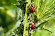 ein-wahrer-vielfrass-der-harlekin-marienkaefer-aus-cc0-pixabay-myriams-fotos-190607_download Ein wahrer Vielfraß: Der Harlekin-Marienkäfer aus Asien