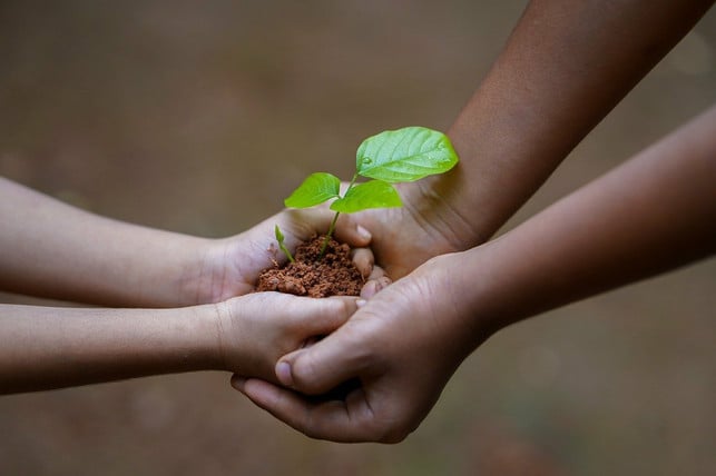 ein-kinderbeet-vermittelt-wertvolles-wissen-und-be-cc0-pixabay-shameersrk-211030_download Ein Kinderbeet vermittelt wertvolles Wissen und beschränkt sich nicht auf einen Garten.