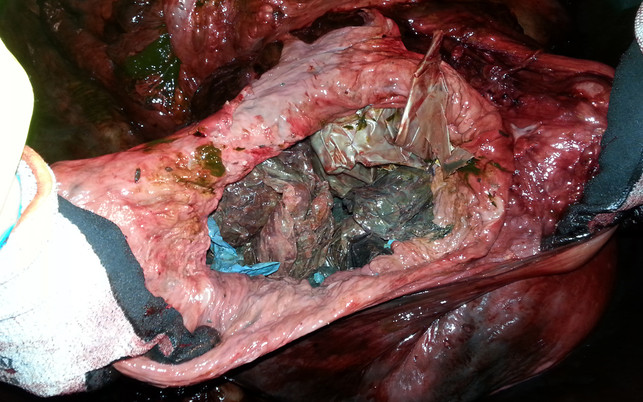 plastikmuell-wal-norwegen-p-Christoph-Noever-Universitaet-Bergen-170203-1280x800 Plastikmüll im Meer: toter Wal mit 30 Plastiktüten im Magen