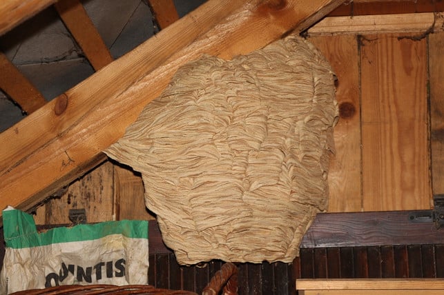 hornissen-koennen-auch-im-dachboden-ein-nest-bauen-cc0-pixabay-aguen-200225_download Hornissen können auch auf dem Dachboden ein Nest bauen.