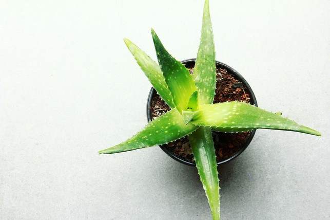 du-solltest-deine-aloe-vera-regelmaessig-umtopfen-u-cc0-pixabay-marcegaral-220617_download Du solltest deine Aloe Vera regelmäßig umtopfen, um ihr Wachstum zu unterstützen.