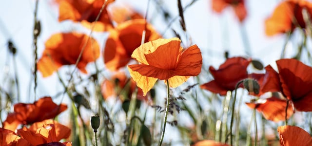 blumen selbstaussäend selbstaussäer