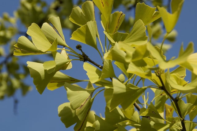 der-ginkgo-baum-ist-besonders-fuer-seine-faecherfoerm-cc0-pixabay-efraimstochter-190918_download Der Ginkgo-Baum ist besonders für seine fächerförmigen Blätter bekannt.