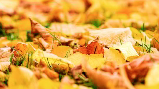 welches-laub-eignet-sich-nicht-zum-mulchen-cc0--pixabay--jbooba-251013 Welches Laub eignet sich nicht zum Mulchen