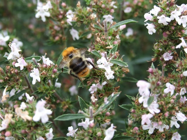 bohnenkraut-ist-eine-wertvolle-nahrungsquelle-fuer-cc0-pixabay-deluna-190602_download Bohnenkraut ist eine wertvolle Nahrungsquelle für Bienen.