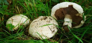 wiesenchampignons