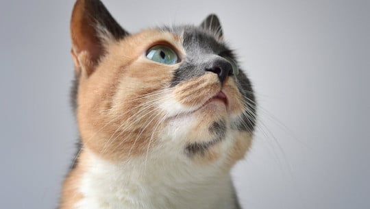 katze-geraeusche-cc0--pixabay--ilovechile-travel-251004 Katze Geräusche