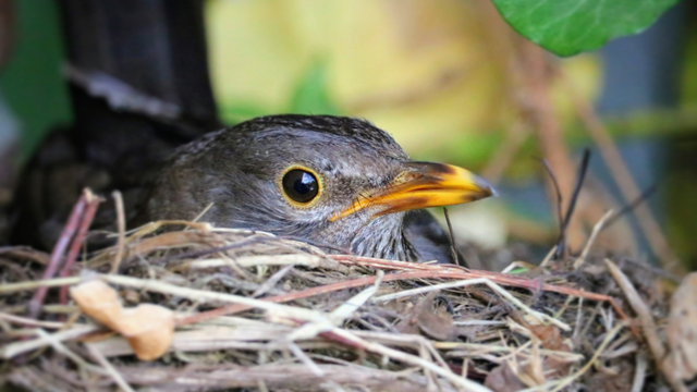 Gut gemeint, aber gefährlich: Dieses Material solltest du Vögeln niemals zum Nestbau geben Hundehaar Nestbau