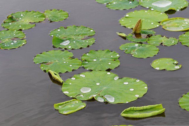 brunnenkresse-waechst-zum-beispiel-gut-in-einem-fla-cc0--pixabay--manseok_kim-251031_download Brunnenkresse wächst zum Beispiel gut in einem flachen Teich.