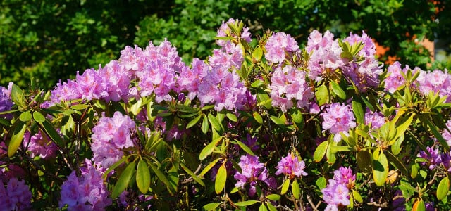 rhododendron pflege