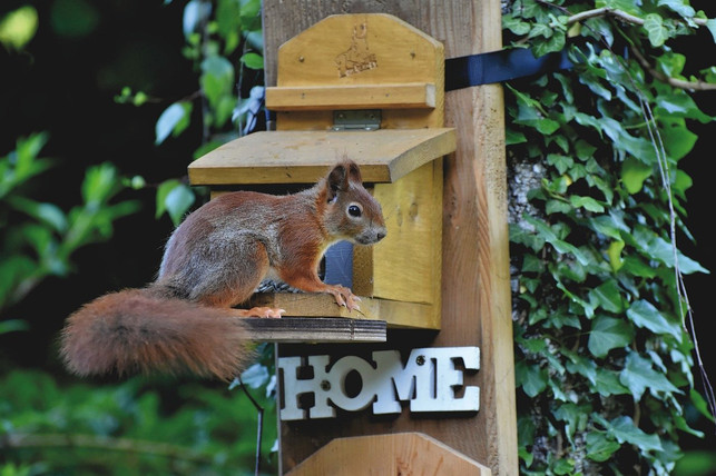 einen-eichhoernchen-kobel-kannst-du-ganz-einfach-se-cc0-pixabay-ralphs_fotos-241120_download Einen Eichhörnchen-Kobel kannst du ganz einfach selber bauen.