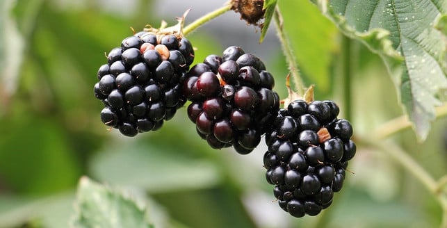 brombeeren-reifen-ab-ende-juli-und-du-kannst-sie-g-cc0-pixabay-pixel2013-200303_download Brombeeren zu vermehren ist nicht schwer.