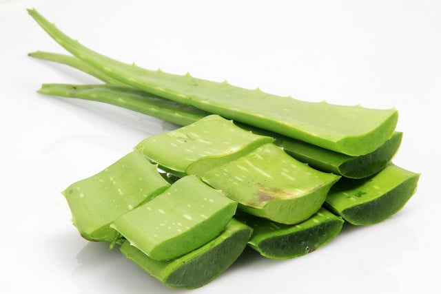 The leaf pulp of aloe vera is harmless. However, the outside of the leaves can be problematic for health reasons.