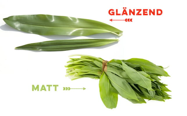 Bärlauch oder Herbstzeitlose? Bärlauch kannst du an den Blättern erkennen