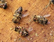 Bienensterben - was kann ich dafür?