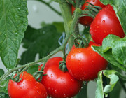 Tomaten einfrieren