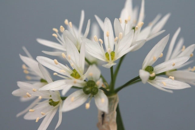 baerlauch-benoetigt-kaum-licht-und-waechst-an-wegesrae-cc0-pixabay-zeituhr1212-210828_download Kräuter im Schatten: Bärlauch benötigt kaum Licht und wächst an Wegesrändern oder Wäldern.