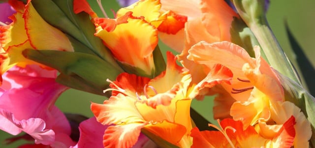 Gladiolen im Topf bestechen durch ihre diverse Farbenpracht.
